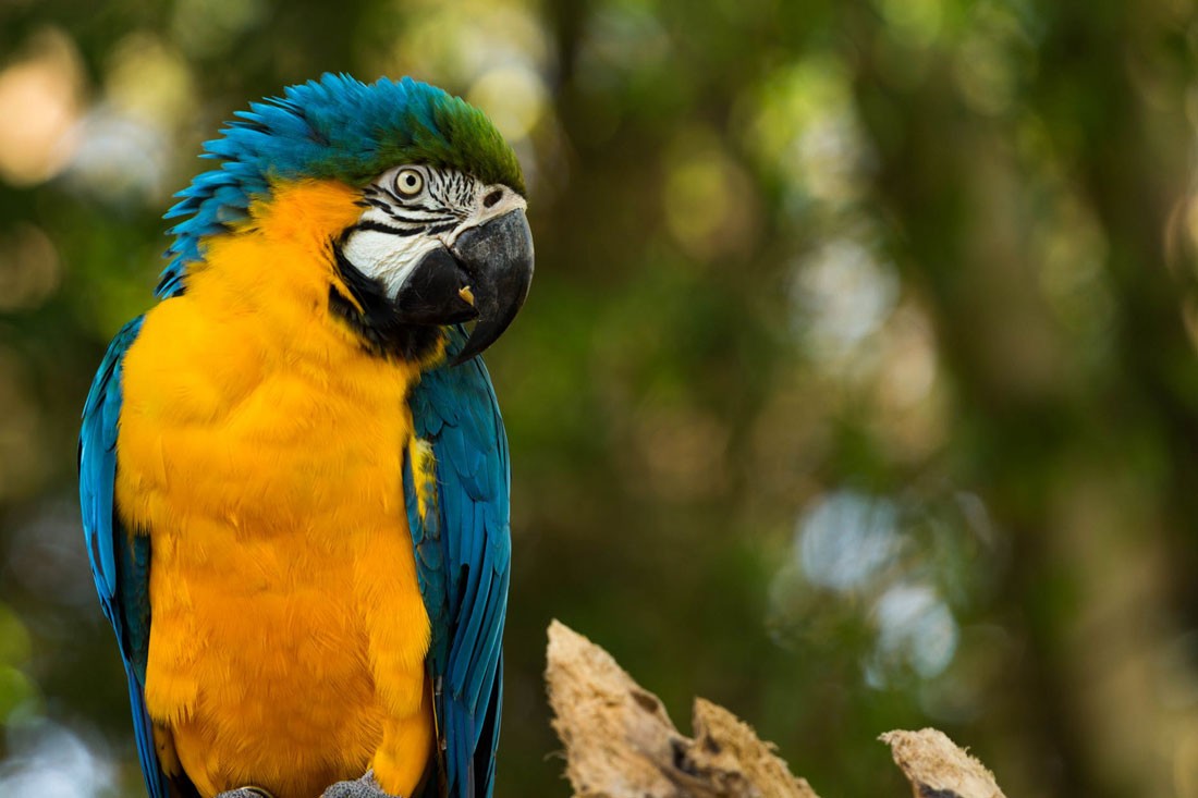 Loro de color amarillo y azul que mira de perfil a la cámara